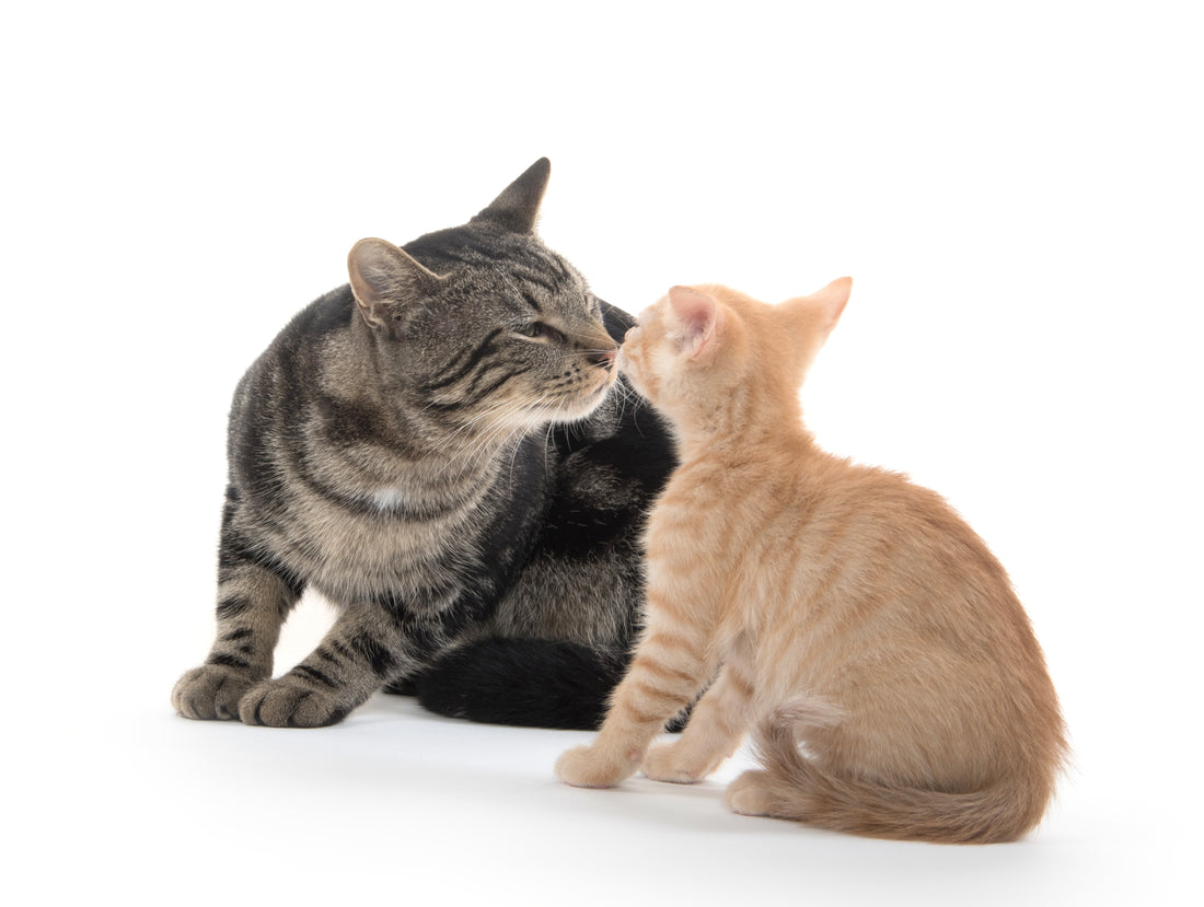 Introduce Your Resident Cat to a New Kitten with Less Stress