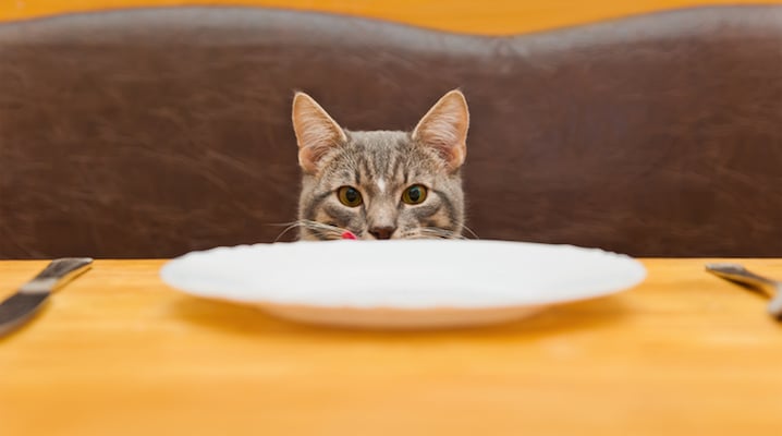 If Cats Are Carnivores Then Why All The Carbs?