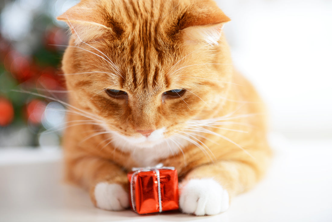 5 Supplement Gifts to Help a Stressed Cat Have a Calm Holiday