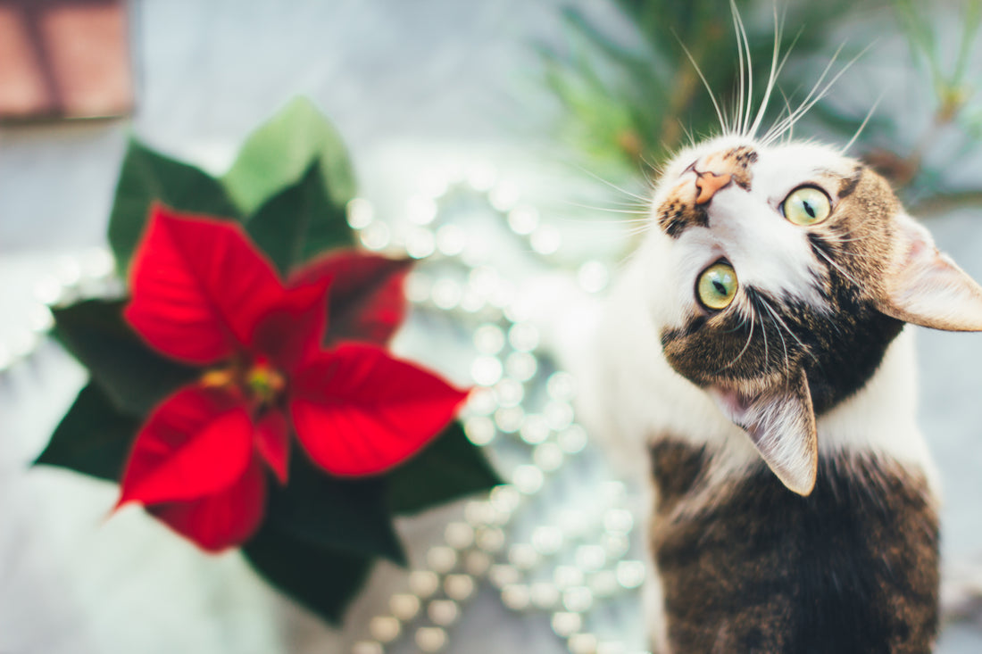 6 Common Holiday Plants to Keep Away from Pets
