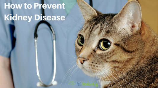 Discover Natural Support for Common Feline Ailments: Cat Liver Disease