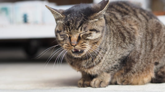 Help Your Wheezing and Gasping Kitty Breathe Easier