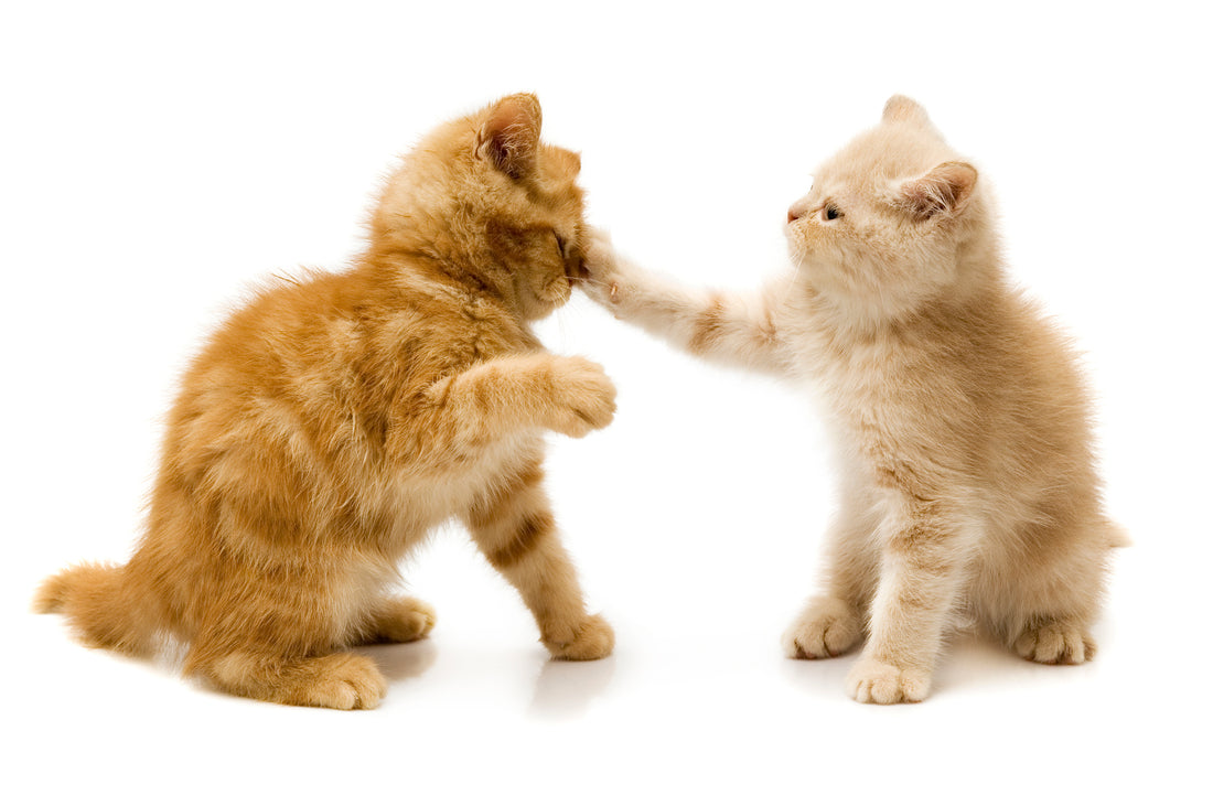 Why Kitty Eyes Are More Prone to Injury in Multi-Cat Households