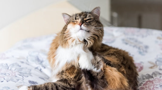 Eradicate Fleas in Your Home Before Winter