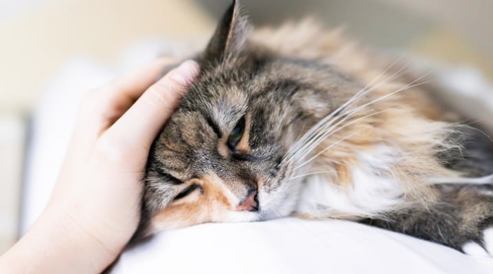 What You Should Know About Feline Cancers