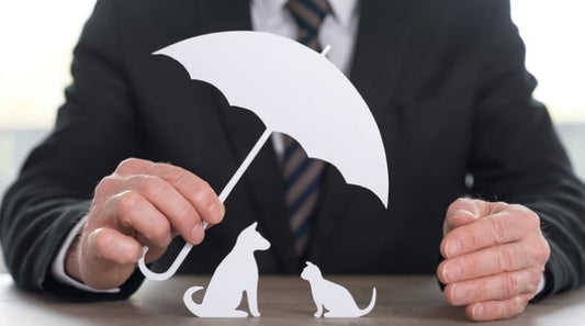 What is Pet Insurance and is It Something You Need?