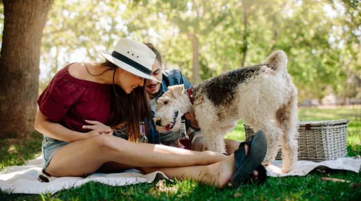 Don't Share Your Picnic: Summer Foods Your Pets Shouldn't Eat