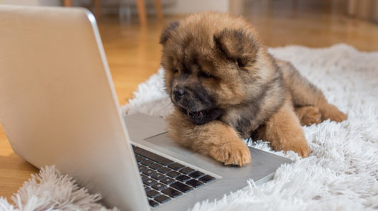Pet Technology in 2019: What’s Next & Coming Soon?