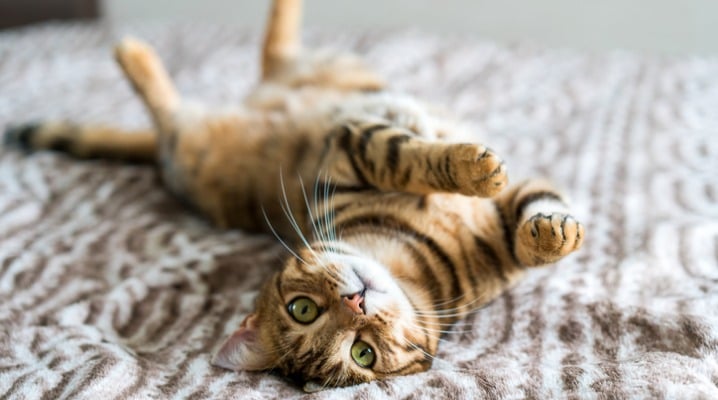 Identifying Seizures in Cats and How to Act When One Occurs