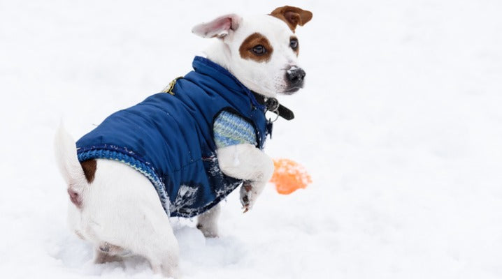 Does My Pet Require Cold Weather Protection?
