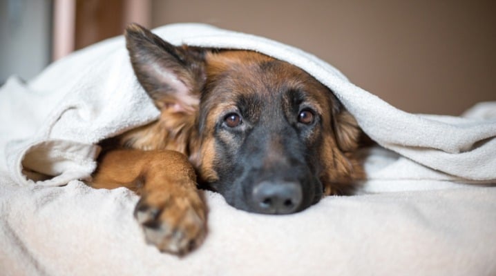 What is Hypothyroidism and How Does it Affect Your Dog?