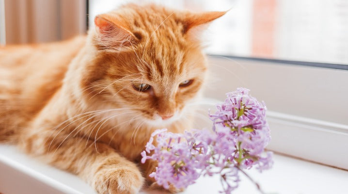 How a Bronchodilator Can Save Your Asthmatic Cat