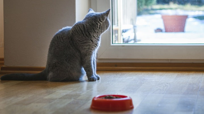 Watch Your Low-Appetite Cat for Signs of Fatty Liver Disease