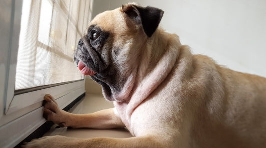 How Long is it Okay to Leave a Pet Alone at Home?