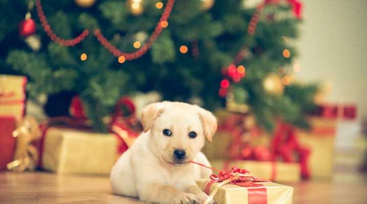 Holiday Hazards for Your Pets