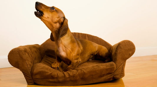 Speaking Your Dog's Language: What Different Barks Can Mean