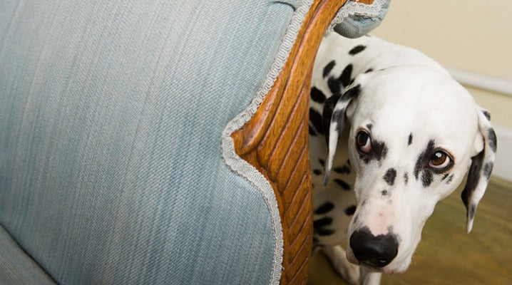 Spooked and Startled: How to Desensitize Your Dog to Its Fears