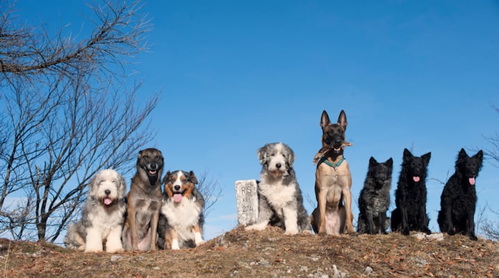 Here's Why There's So Many More Dog Breeds Than Cat Breeds