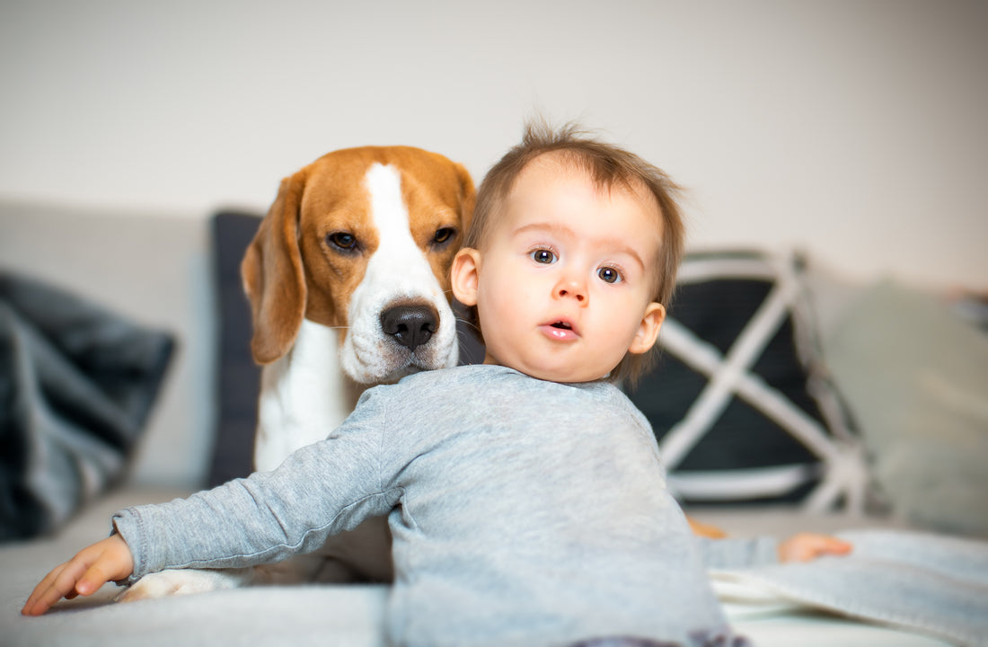 Dog Meet Baby! Successfully Introduce Your Pets and New Family Members