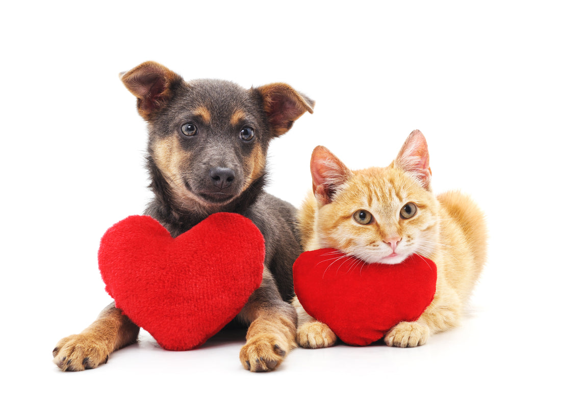 Give Your Pet's Heart Some Extra Love for American Heart Month
