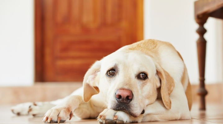 Help Your Dog Stay Calm and Overcome Separation Anxiety