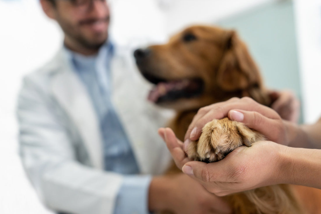 What is The Link Between Canine Mammary Cancer and Your Unspayed Dog?