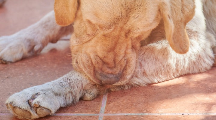 How to Treat Your Dog's Hot Spots at Home