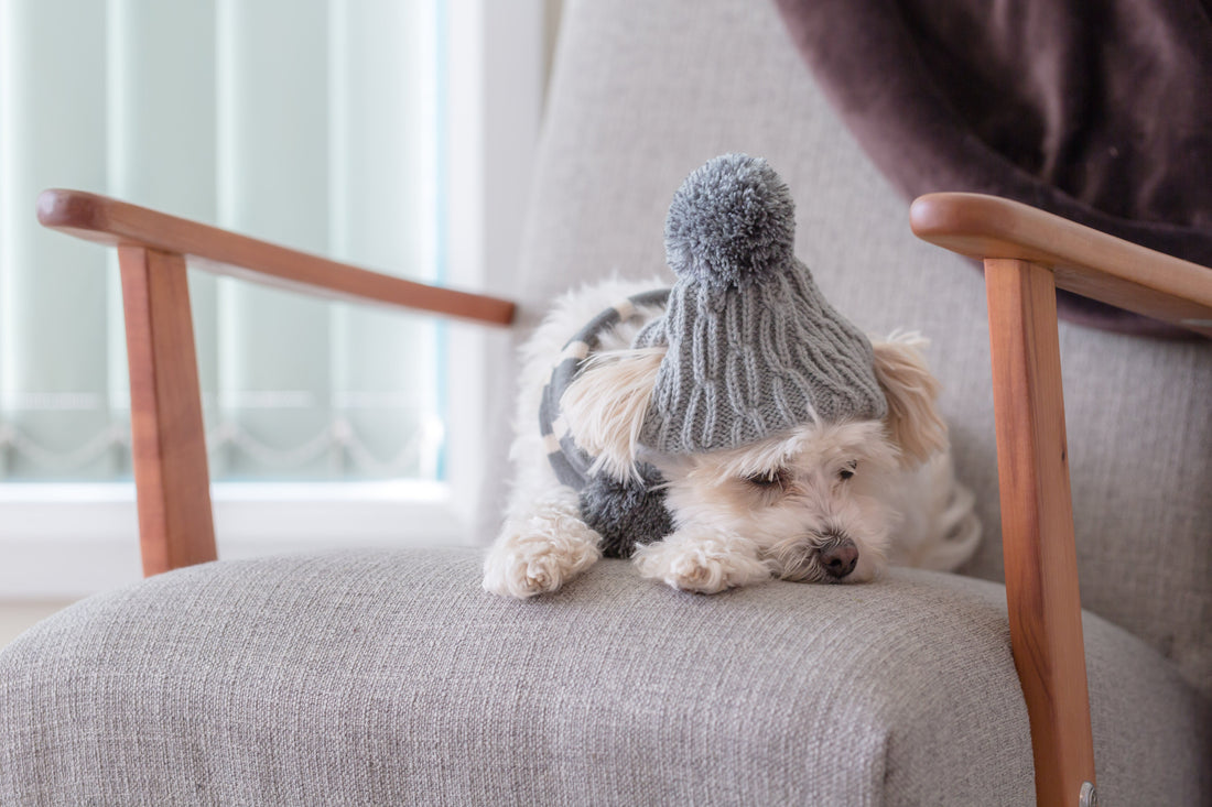 Keep Your Pup Active and Stimulated While Stuck Inside for the Winter