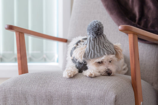 Keep Your Pup Active and Stimulated While Stuck Inside for the Winter