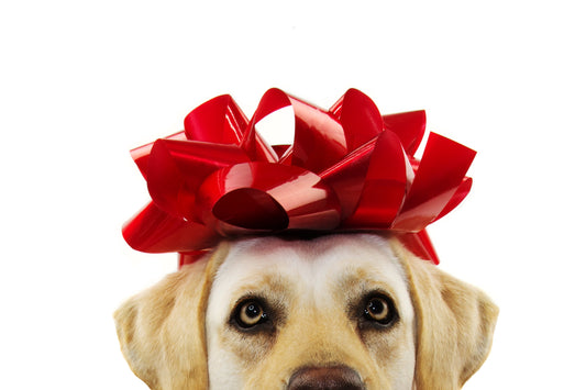 Give Your Dog a Healthy Brain Boost with Natural Supplements