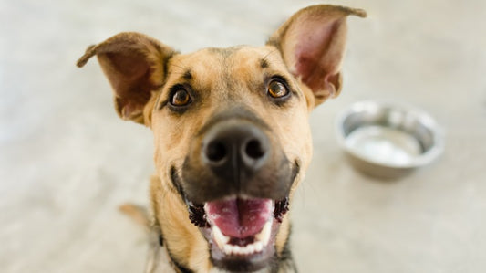 Top Health Supplements to Consider for Your Pooch