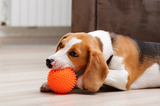 Why is My Dog Obsessed with Squeaky Toys?!