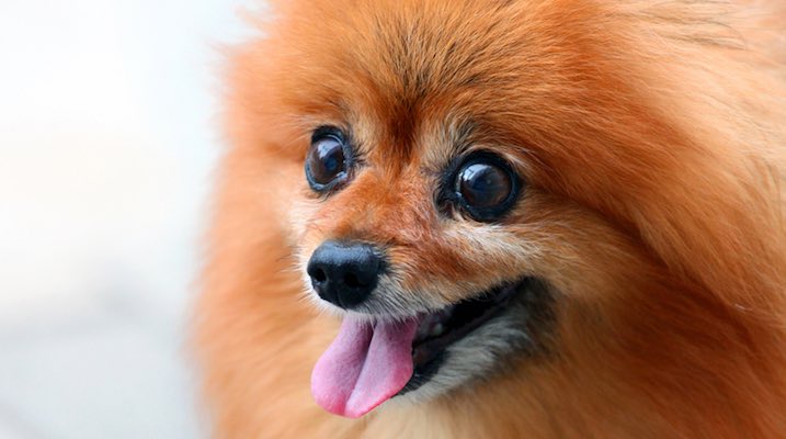 Nine-year old Chihuahua suffering from Canine Diabetes keeps his vision
