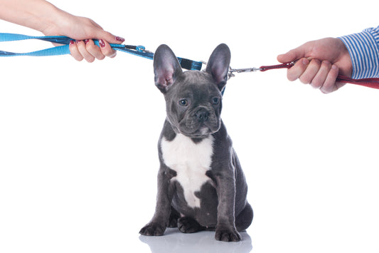 How Joint Custody Can Work for Your Pets During a Separation