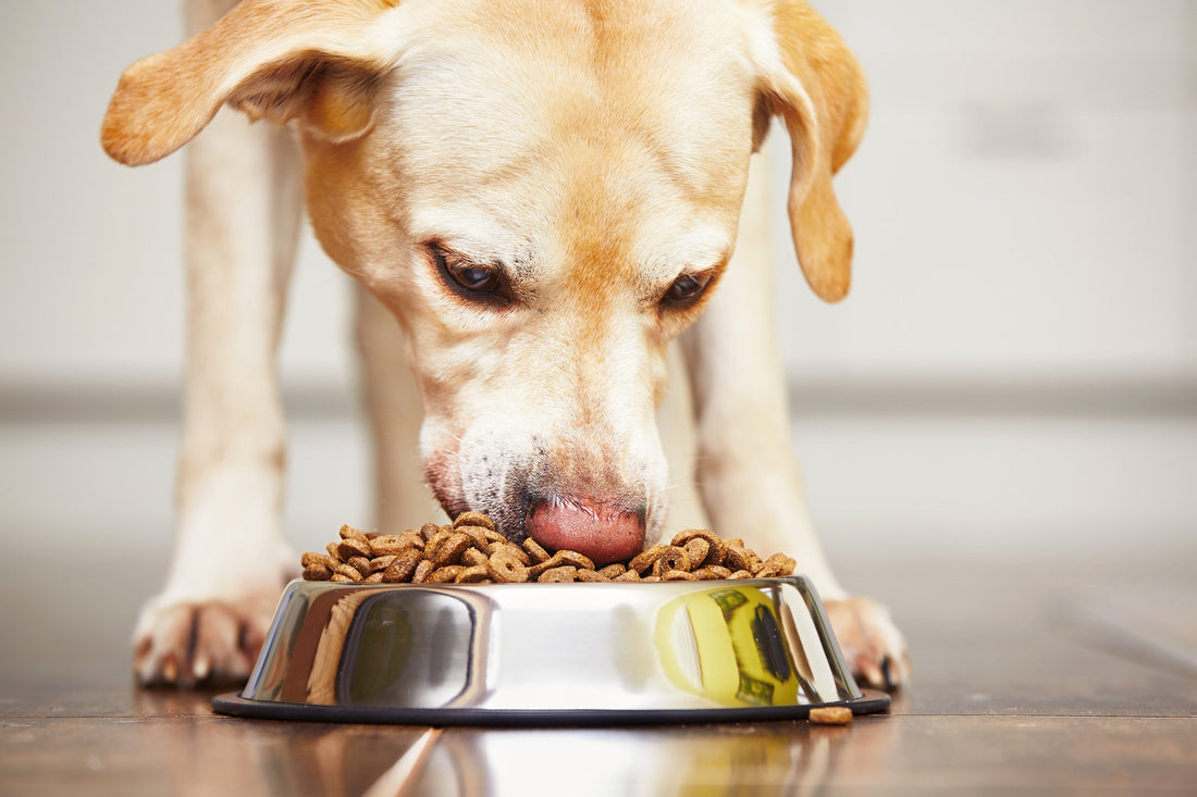 The Ugly Truth About Your Pet's Food Bowl