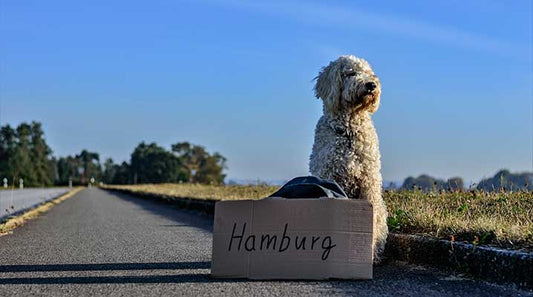 What to Know When Traveling With Pets