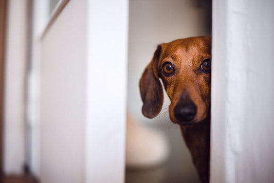 How You Can Help Your Pup Heal from PTSD