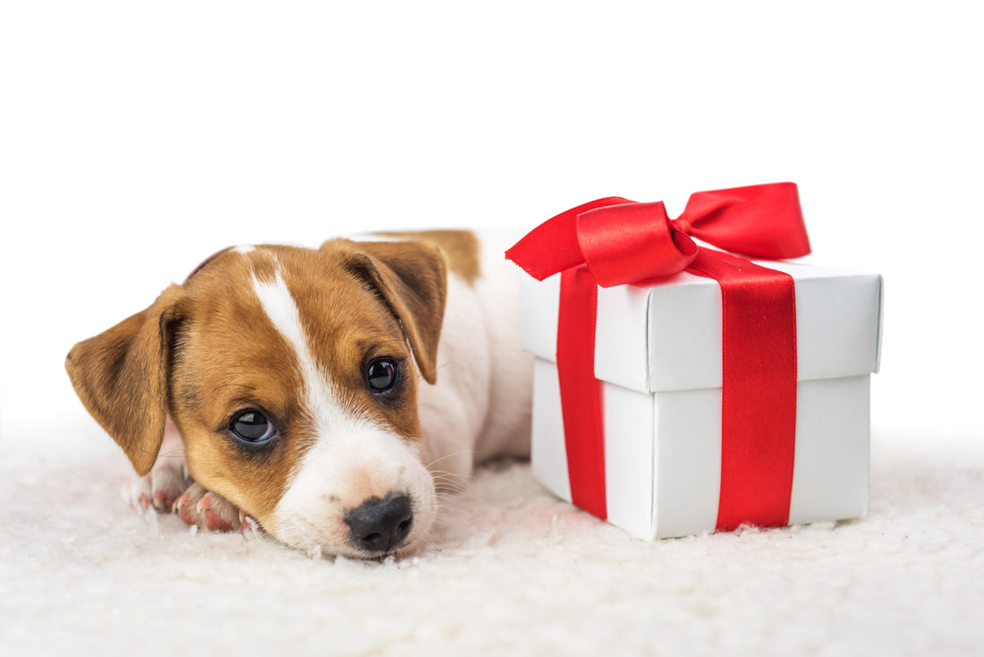 4 Ways That Pet Supplements Make Better Holiday Gifts Than Treats