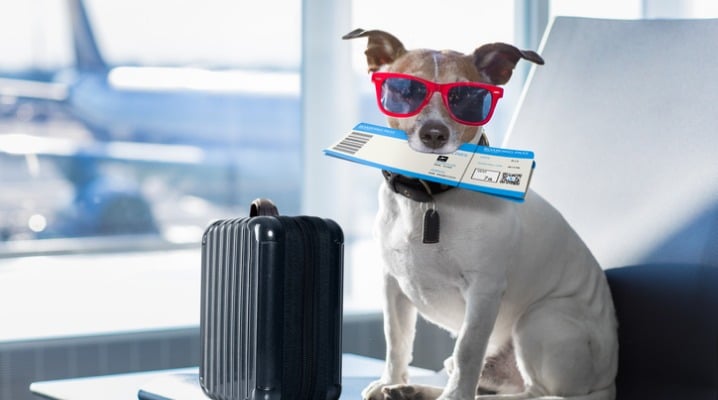 The Ultimate Guide to Flying with Dogs