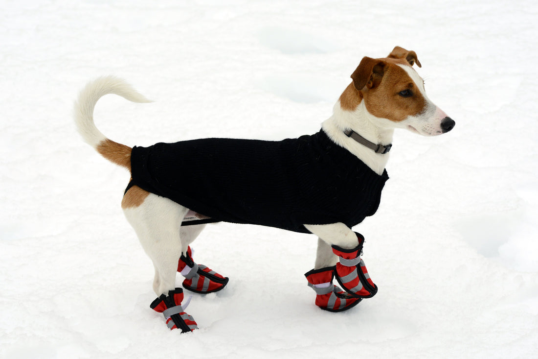 Do Dogs Really Need Boots in the Winter?