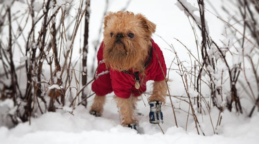 Dog Clothes: The Do's, Dont's And How-To's