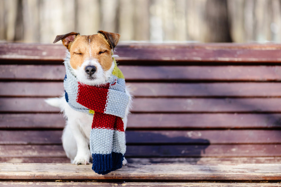The Deadly Reality of Leaving Dogs Outside in the Winter
