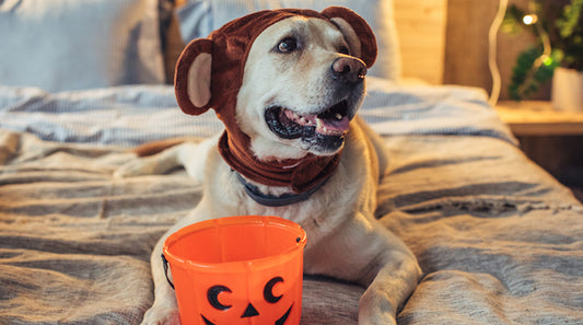 4 Precautions For Keeping Your Pets Safe On Halloween