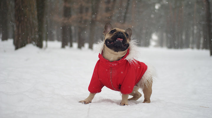 5 Things To Keep In Mind As You Prepare Your Dog For Winter