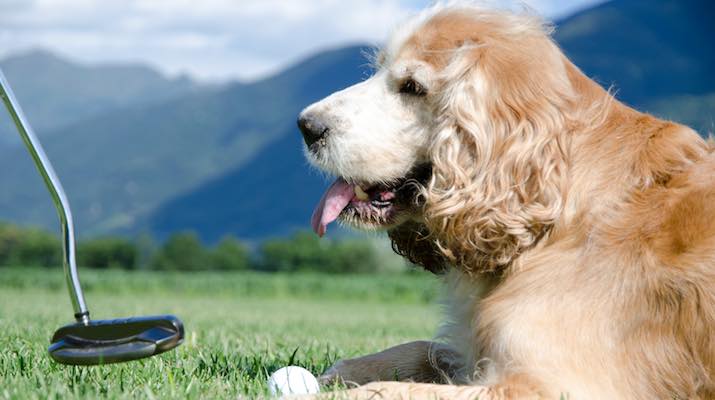 Dog liver disease can be turned around quickly with Milk Thistle natural drops for pets