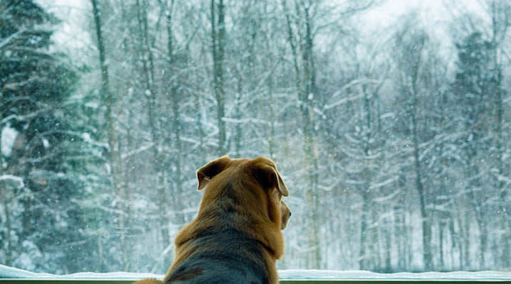 Four Signs It’s Too Cold To Take Your Pet Outside