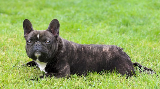 Who Is To Blame For This Dog's Death On A United Airlines Flight?