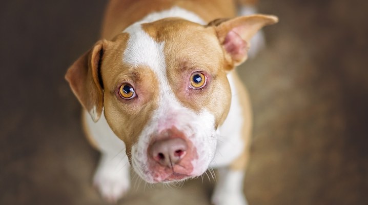 Saving beloved pit bull’s life from dog cancer