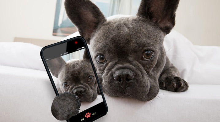 At-Home Pet Tech That's Worth Investing In
