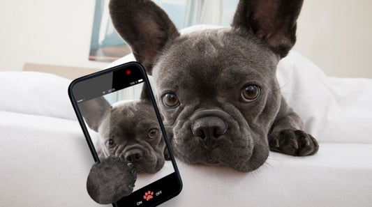 At-Home Pet Tech That's Worth Investing In